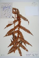 日本狗脊蕨藏品圖，第1張