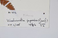 日本狗脊蕨藏品圖，第2張