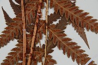 日本狗脊蕨藏品圖，第3張