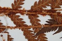 日本狗脊蕨藏品圖，第4張