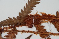 日本狗脊蕨藏品圖，第5張