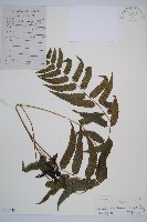 江南短腸蕨藏品圖，第1張