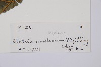 江南短腸蕨藏品圖，第3張