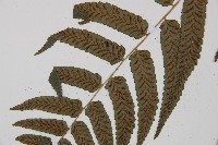 江南短腸蕨藏品圖，第4張