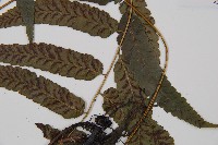 江南短腸蕨藏品圖，第5張