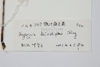 鐮葉瘤足蕨藏品圖，第2張