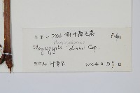 倒葉瘤足蕨藏品圖，第2張