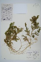 生根卷柏藏品圖，第1張