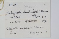 生根卷柏藏品圖，第2張