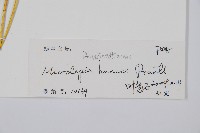 華南鱗蓋蕨藏品圖，第2張