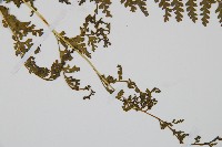 華南鱗蓋蕨藏品圖，第3張