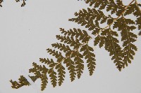 華南鱗蓋蕨藏品圖，第4張