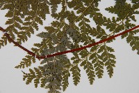 華南鱗蓋蕨藏品圖，第5張