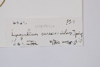 木賊葉石松藏品圖，第2張