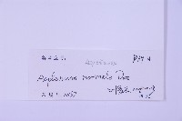 生芽鐵角蕨藏品圖，第2張