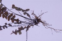 生芽鐵角蕨藏品圖，第4張