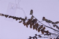 生芽鐵角蕨藏品圖，第5張