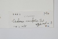 箭葉鱗始蕨藏品圖，第2張