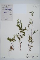 登錄號:P010451藏品圖，第1張