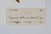 槲蕨藏品圖，第2張