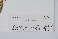 密毛蕨、巒大蕨藏品圖，第2張