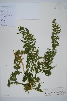 碗蕨藏品圖，第1張