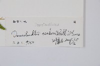 碗蕨藏品圖，第2張