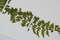 碗蕨藏品圖，第3張