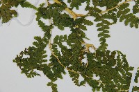 碗蕨藏品圖，第4張