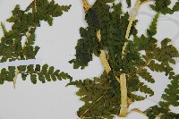 碗蕨藏品圖，第5張