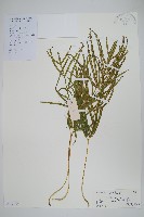 鳳尾蕨藏品圖，第1張