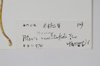 鳳尾蕨藏品圖，第2張