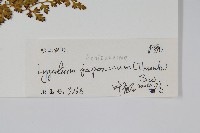 海金沙藏品圖，第2張