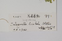 具邊卷柏藏品圖，第2張