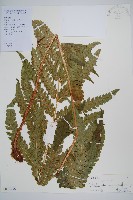 日本狗脊蕨藏品圖，第1張