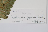 日本狗脊蕨藏品圖，第2張