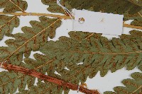 日本狗脊蕨藏品圖，第4張