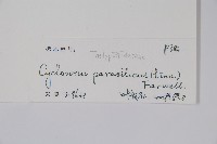 密毛毛蕨藏品圖，第2張