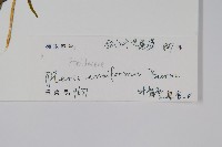 箭葉鳳尾蕨藏品圖，第2張