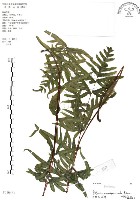 半邊羽裂鳳尾蕨藏品圖，第1張