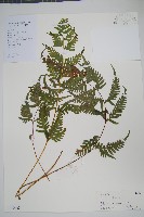 天草鳳尾蕨藏品圖，第1張