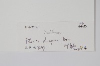 天草鳳尾蕨藏品圖，第2張