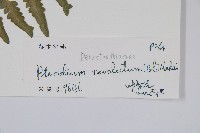 密毛蕨、巒大蕨藏品圖，第2張