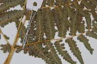 密毛蕨、巒大蕨藏品圖，第3張