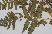 密毛蕨、巒大蕨藏品圖，第4張