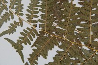 密毛蕨、巒大蕨藏品圖，第5張