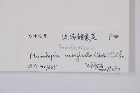 邊緣鱗蓋蕨藏品圖，第2張