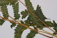 邊緣鱗蓋蕨藏品圖，第3張