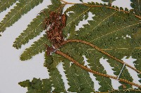 邊緣鱗蓋蕨藏品圖，第4張