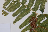 邊緣鱗蓋蕨藏品圖，第5張